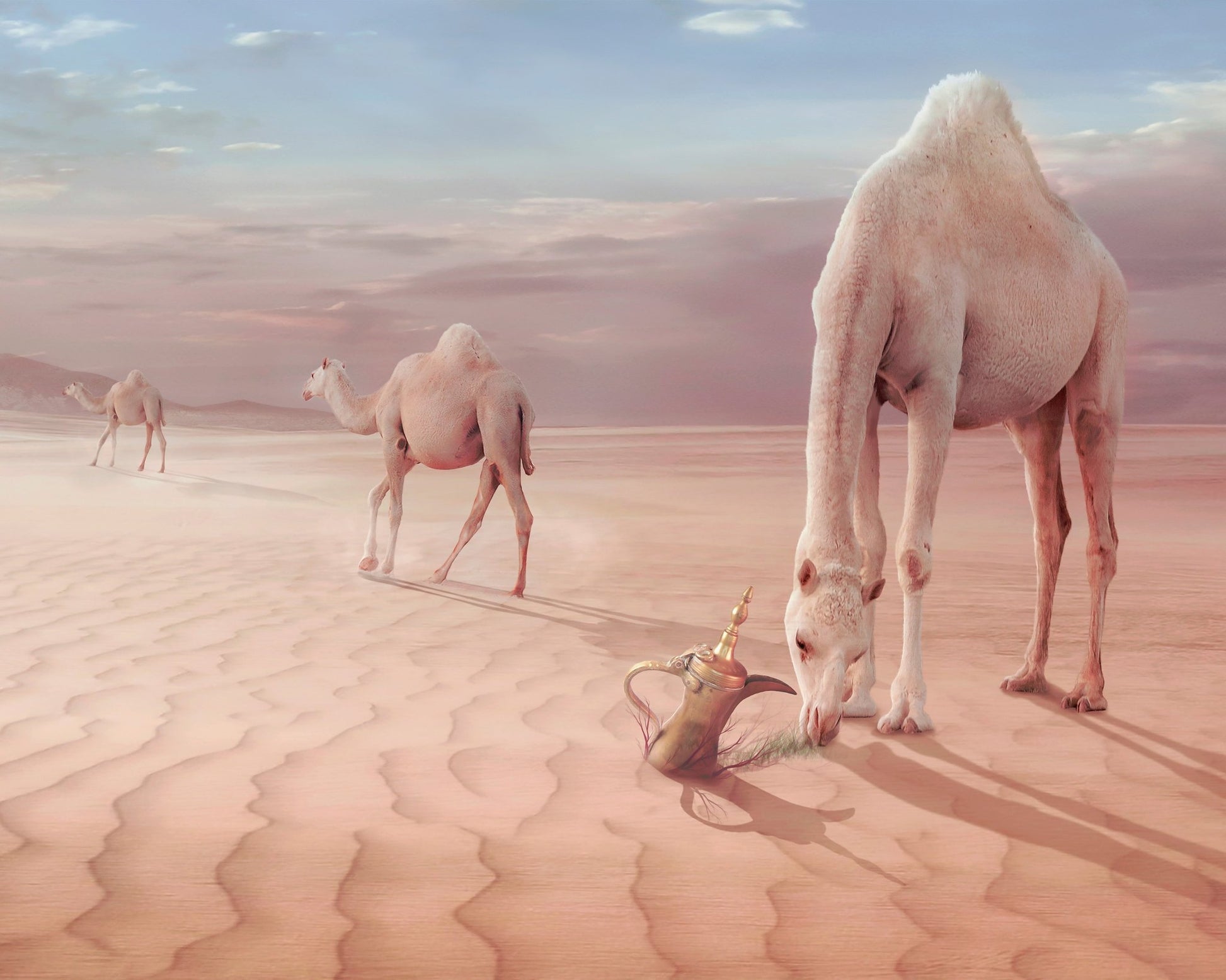 Desert Camels Scene