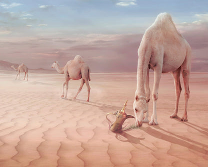 Desert Camels Scene
