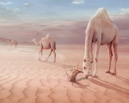 Desert Camels Scene