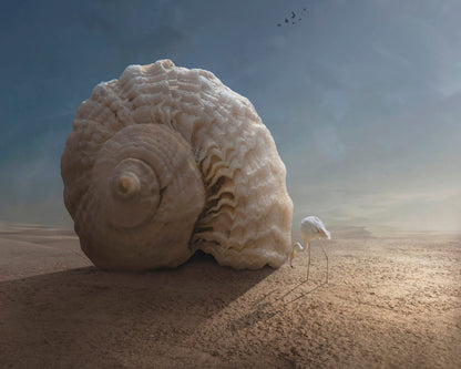 Giant Shell Desert