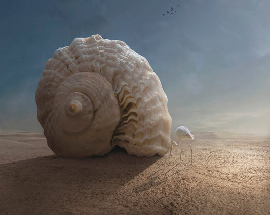Giant Shell Desert