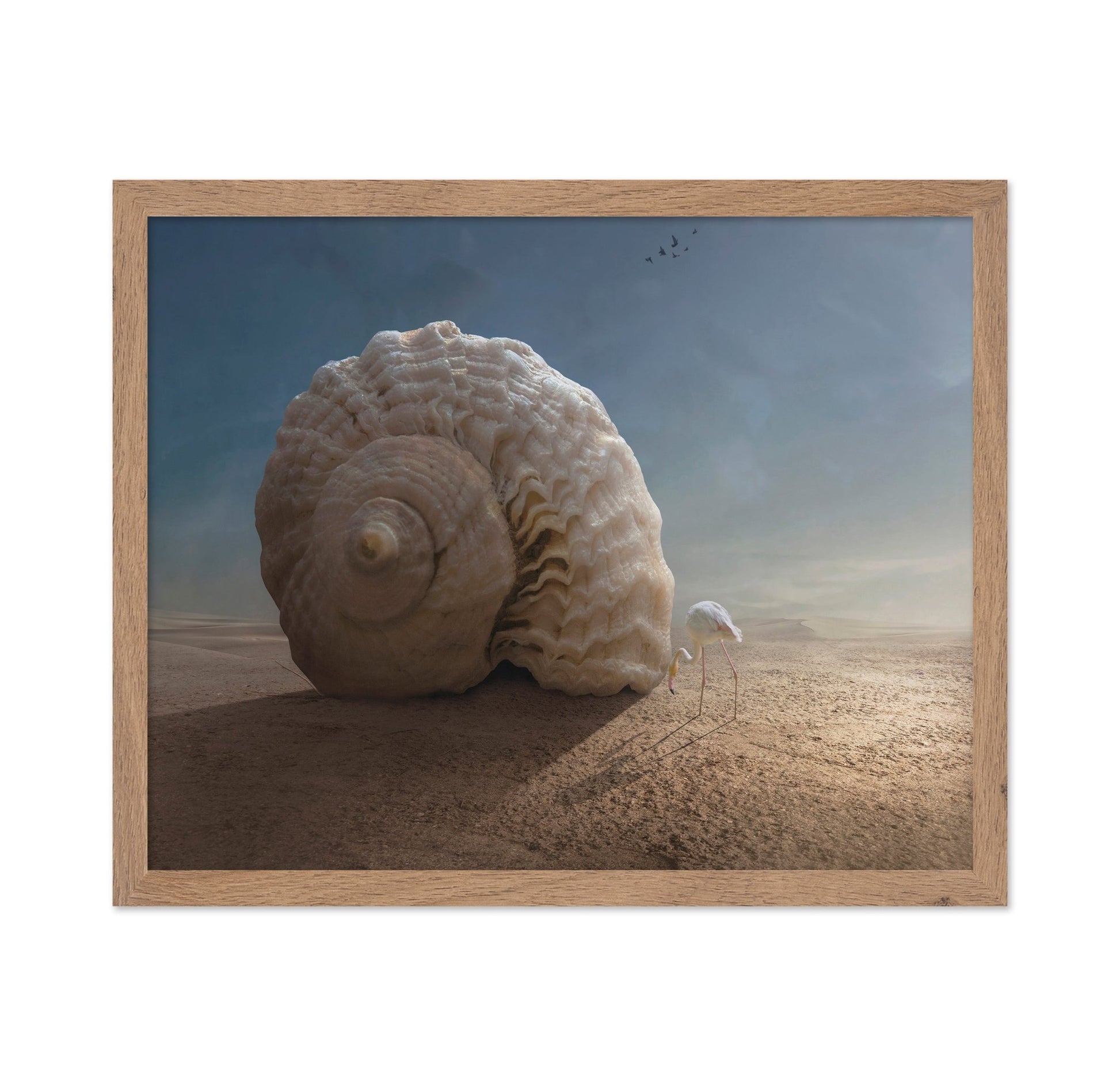 Giant Shell Desert