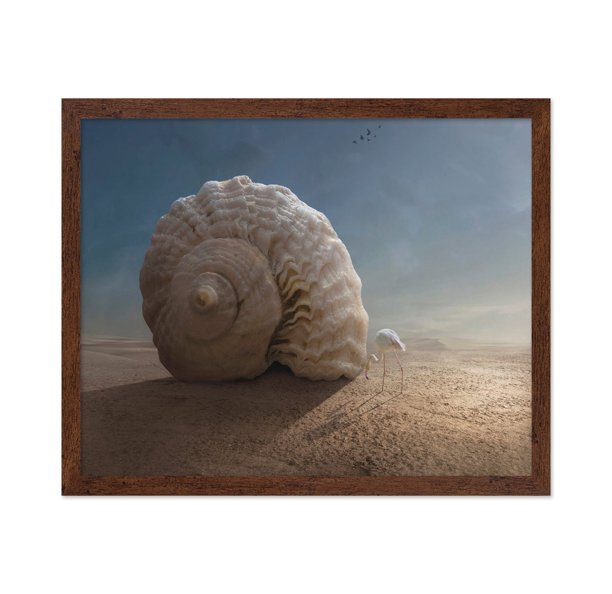 Giant Shell Desert