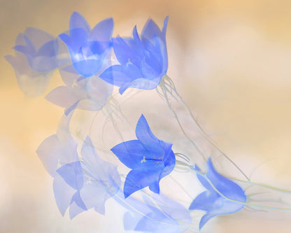 Blue Floral Echo