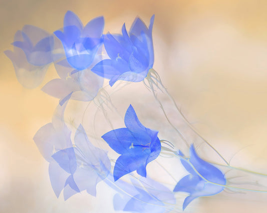Blue Floral Echo