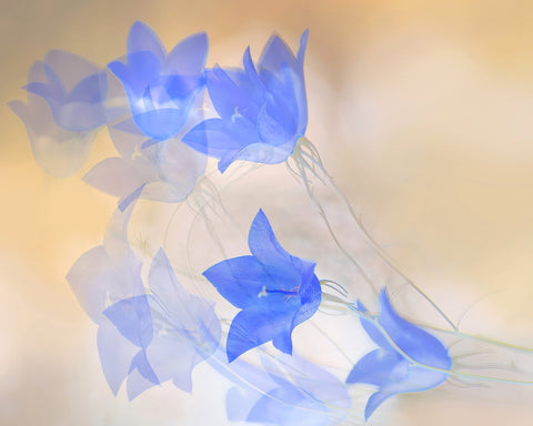 Blue Floral Echo