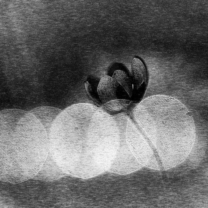 Dark Orchid Bloom
