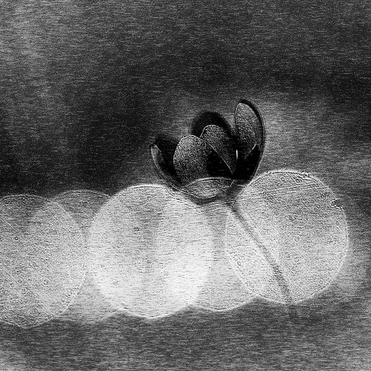 Dark Orchid Bloom