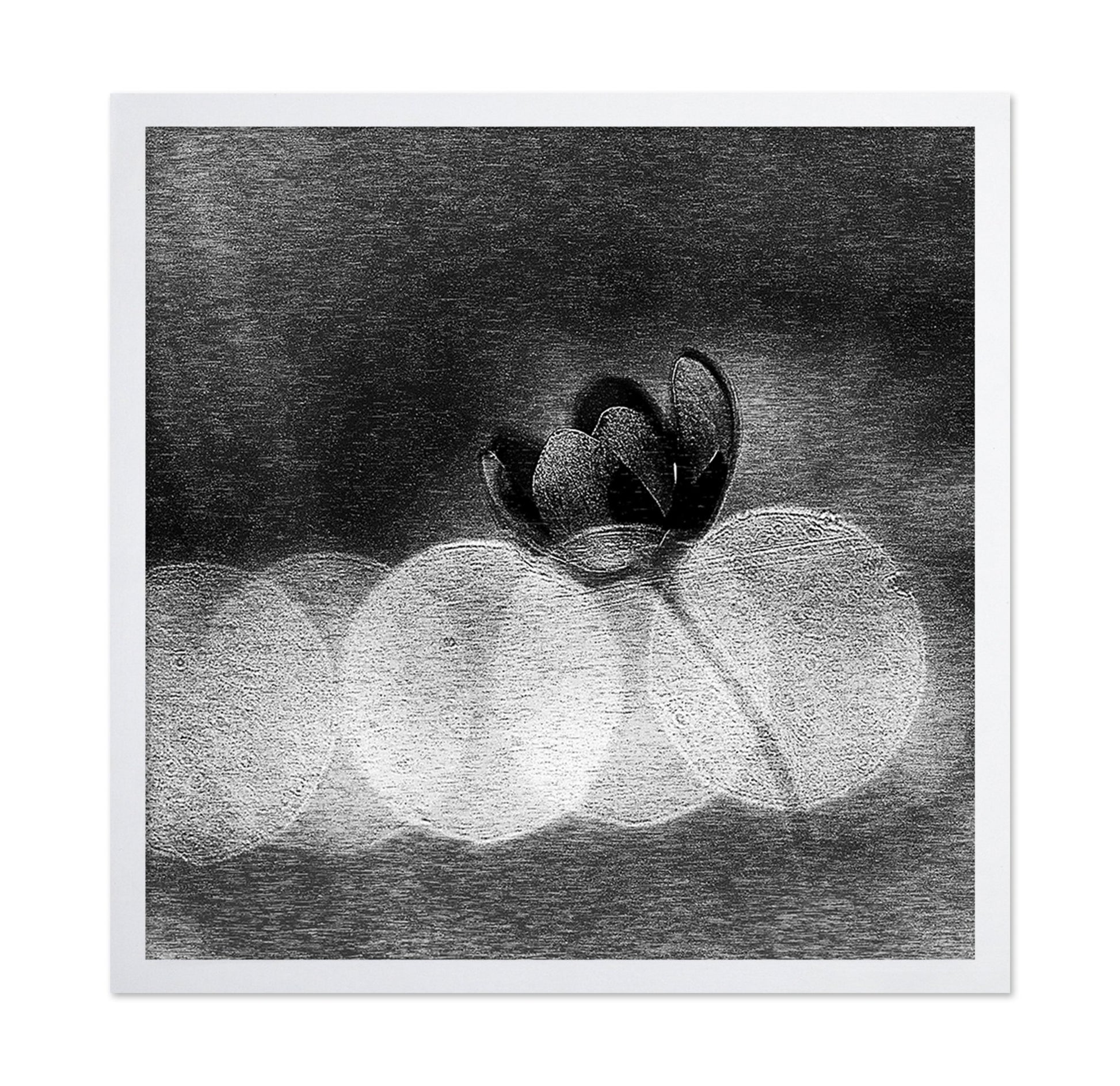 Dark Orchid Bloom
