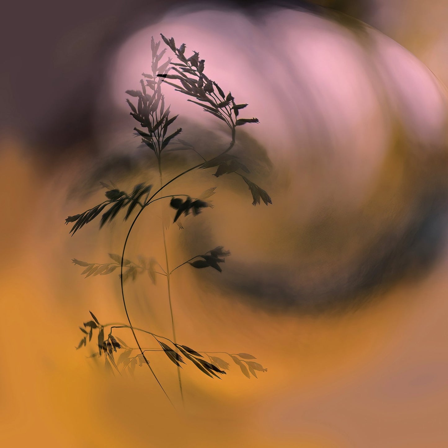Sunset Grass Silhouette