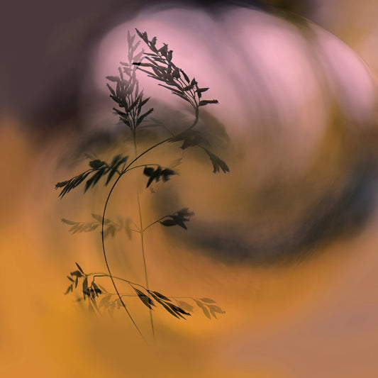 Sunset Grass Silhouette
