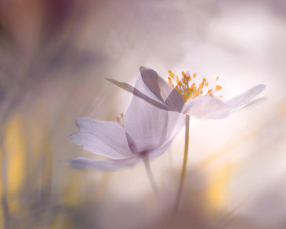 Blush Dream Bloom