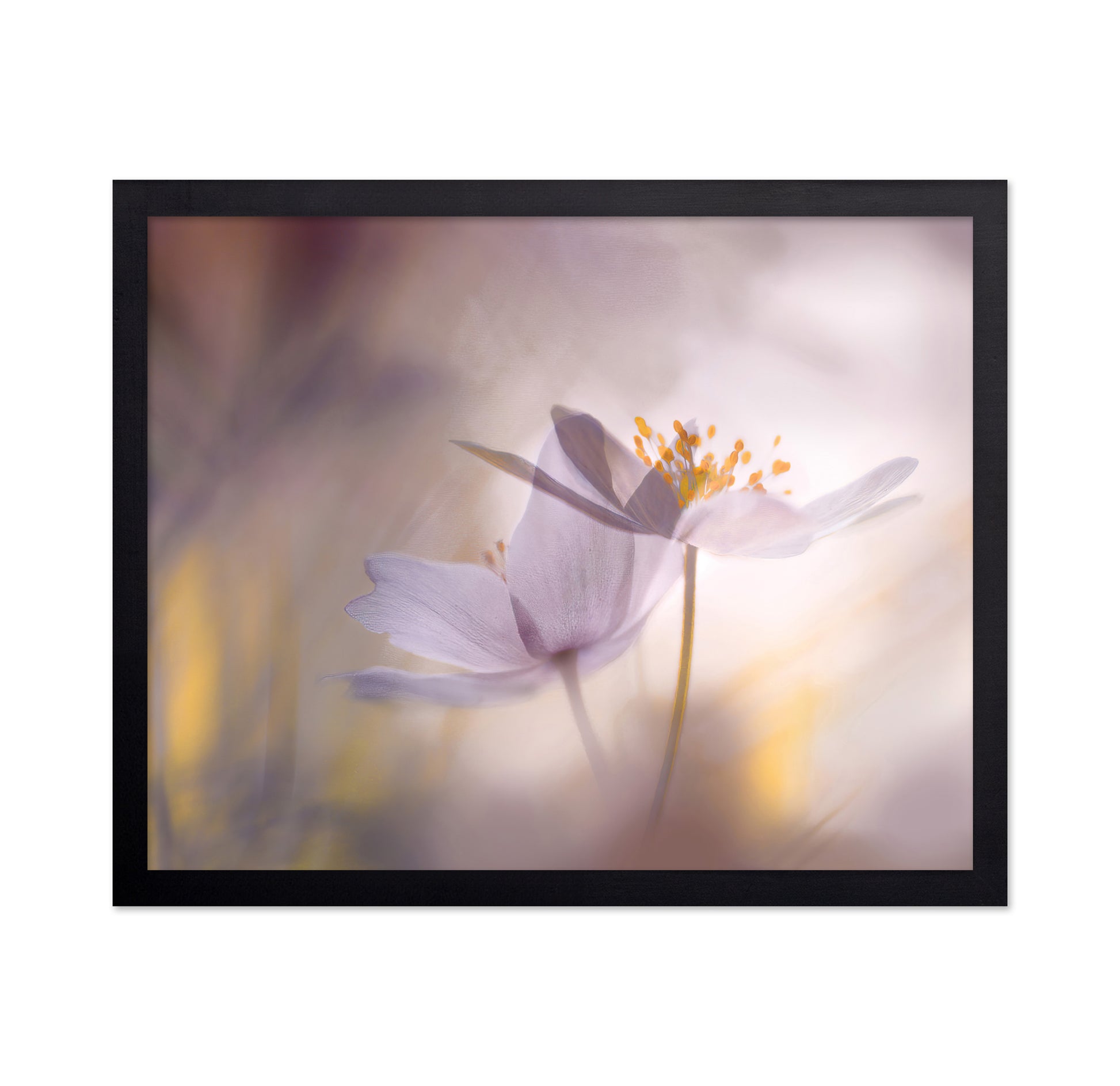 Blush Dream Bloom