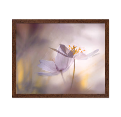 Blush Dream Bloom