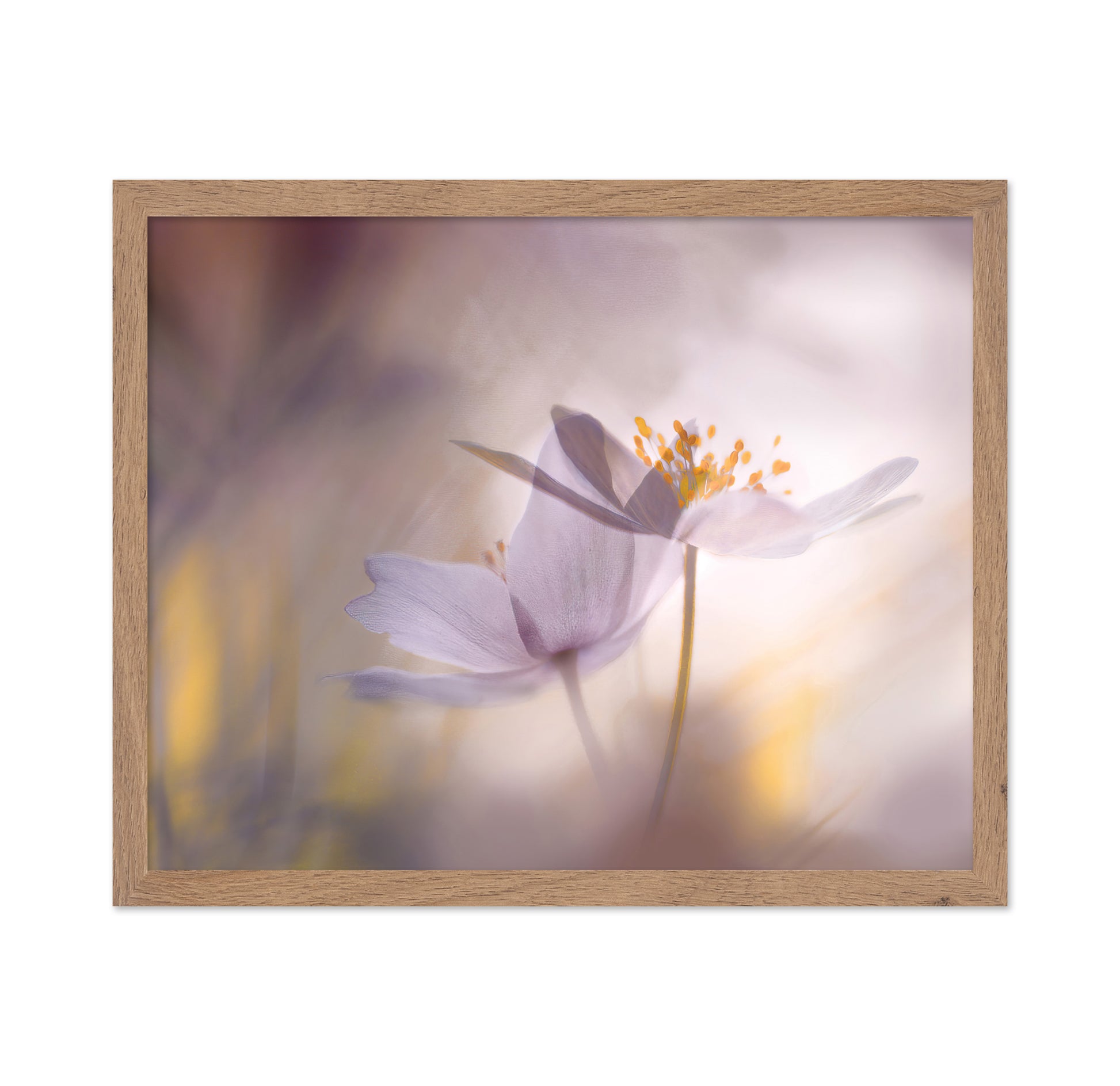 Blush Dream Bloom