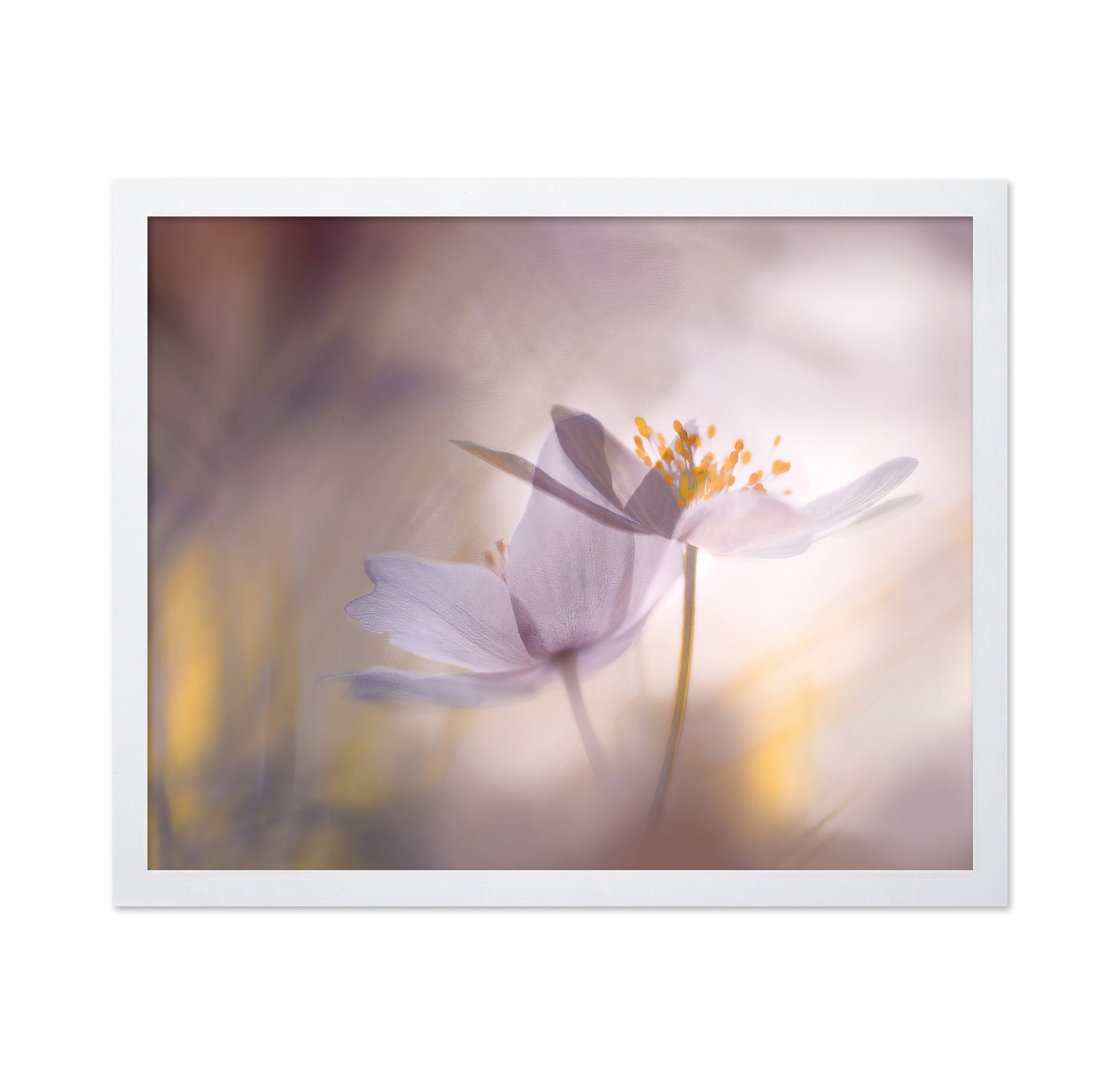Blush Dream Bloom