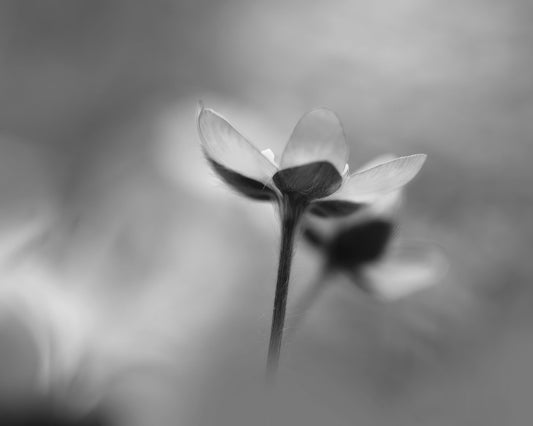 Silent Bloom Shadow