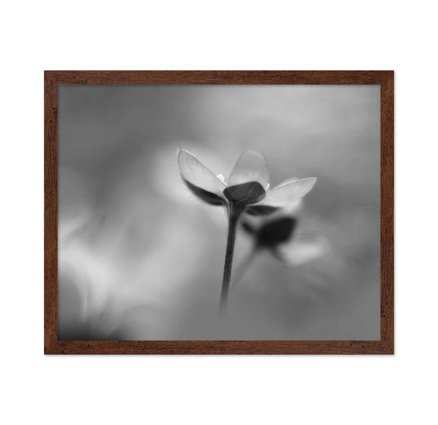 Silent Bloom Shadow