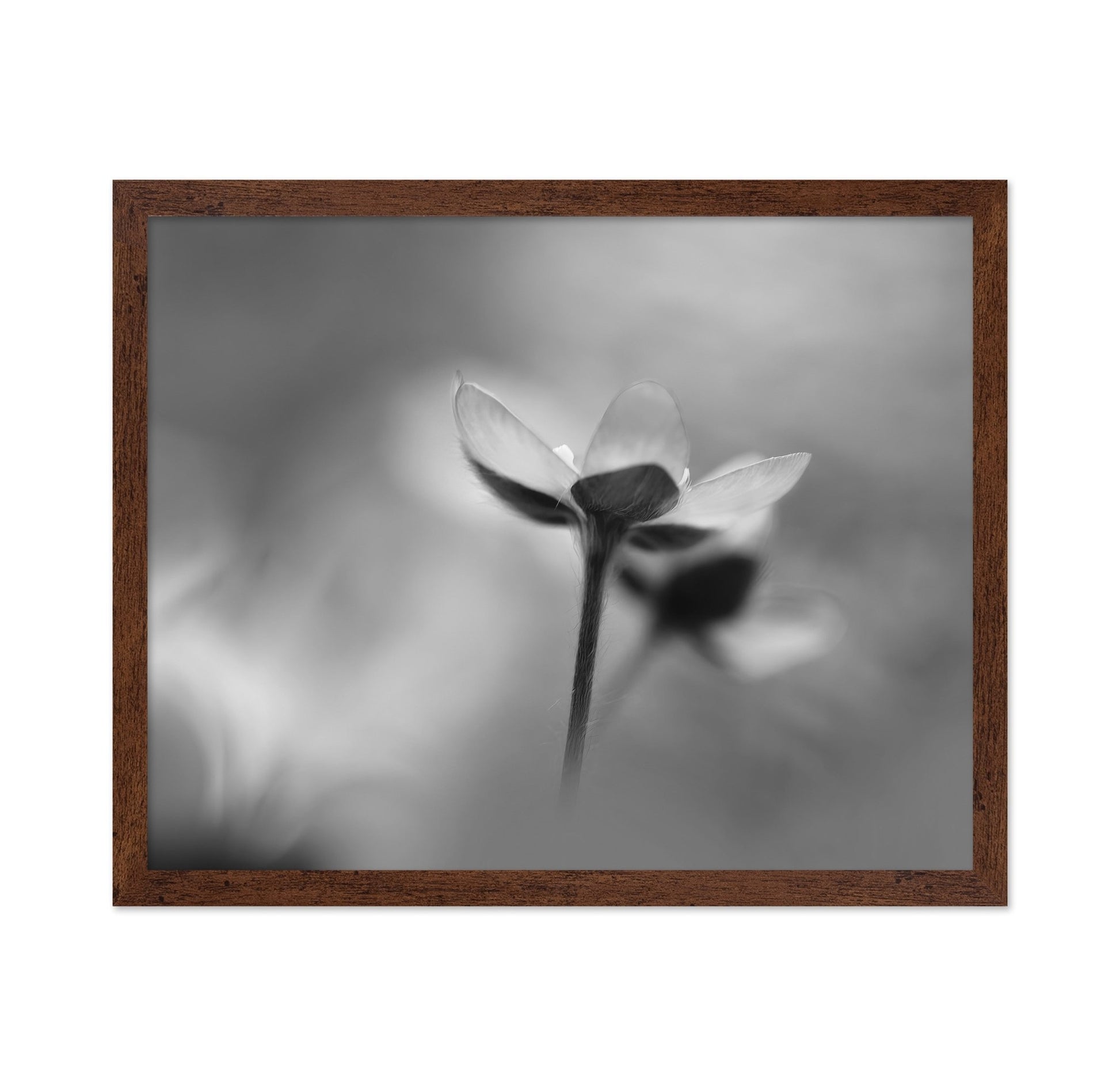 Silent Bloom Shadow