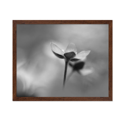 Silent Bloom Shadow