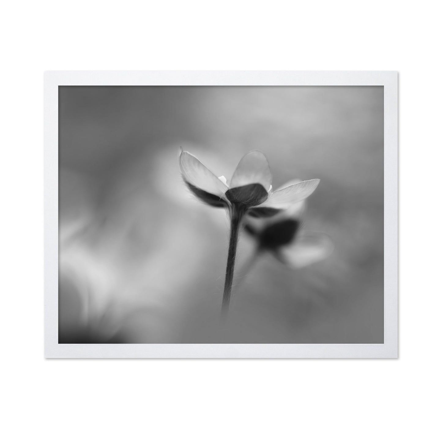 Silent Bloom Shadow