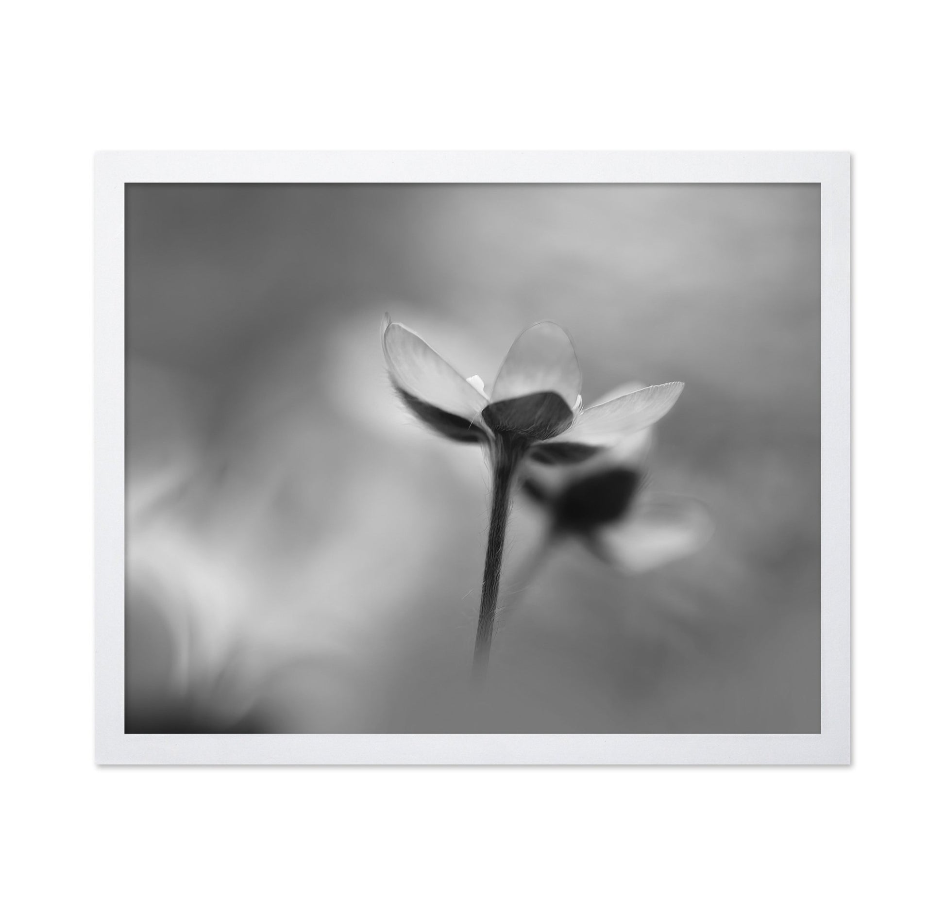 Silent Bloom Shadow