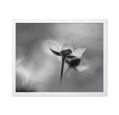 Silent Bloom Shadow