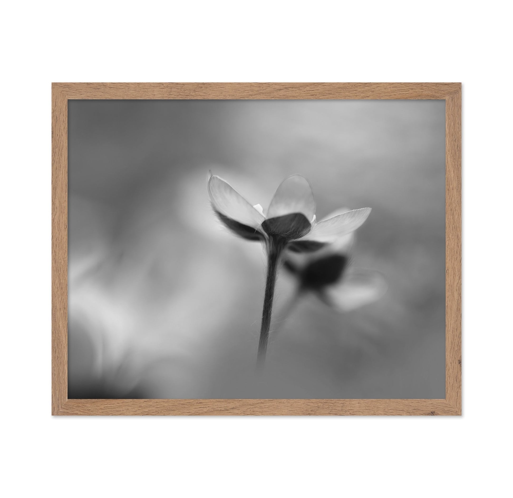 Silent Bloom Shadow