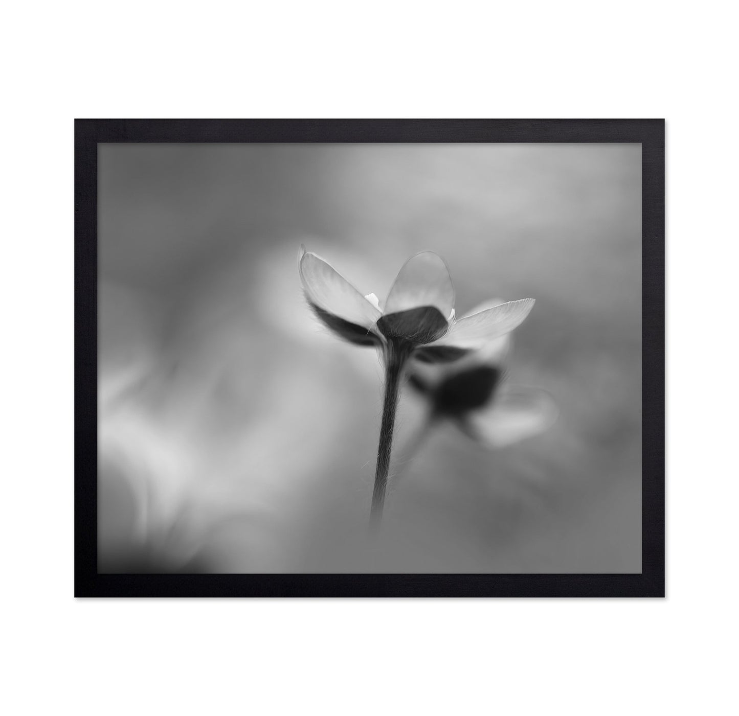 Silent Bloom Shadow