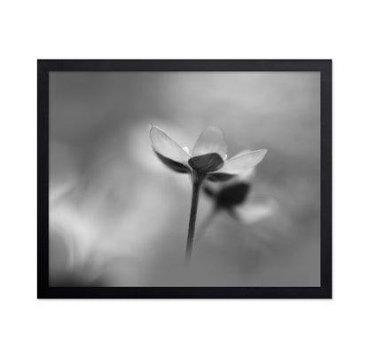 Silent Bloom Shadow