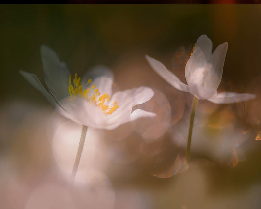 Whisper Light Blooms