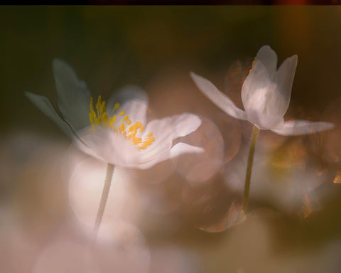 Whisper Light Blooms