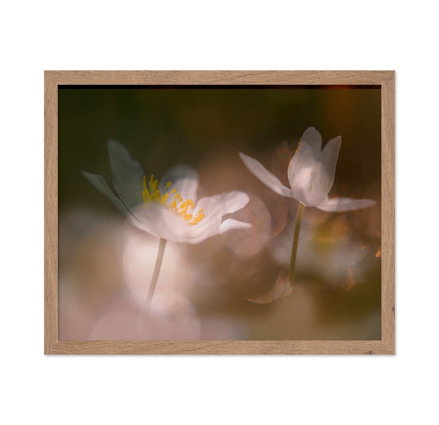 Whisper Light Blooms