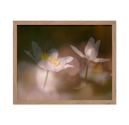 Whisper Light Blooms