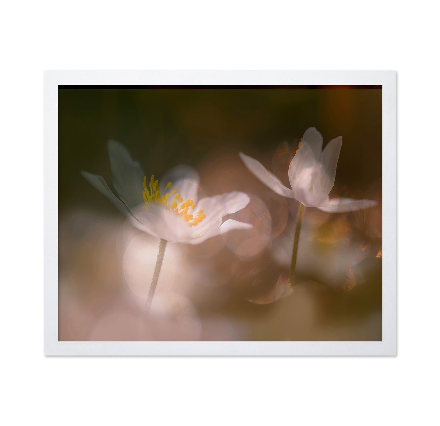 Whisper Light Blooms