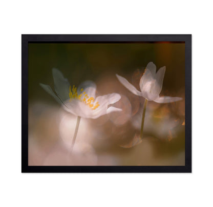 Whisper Light Blooms