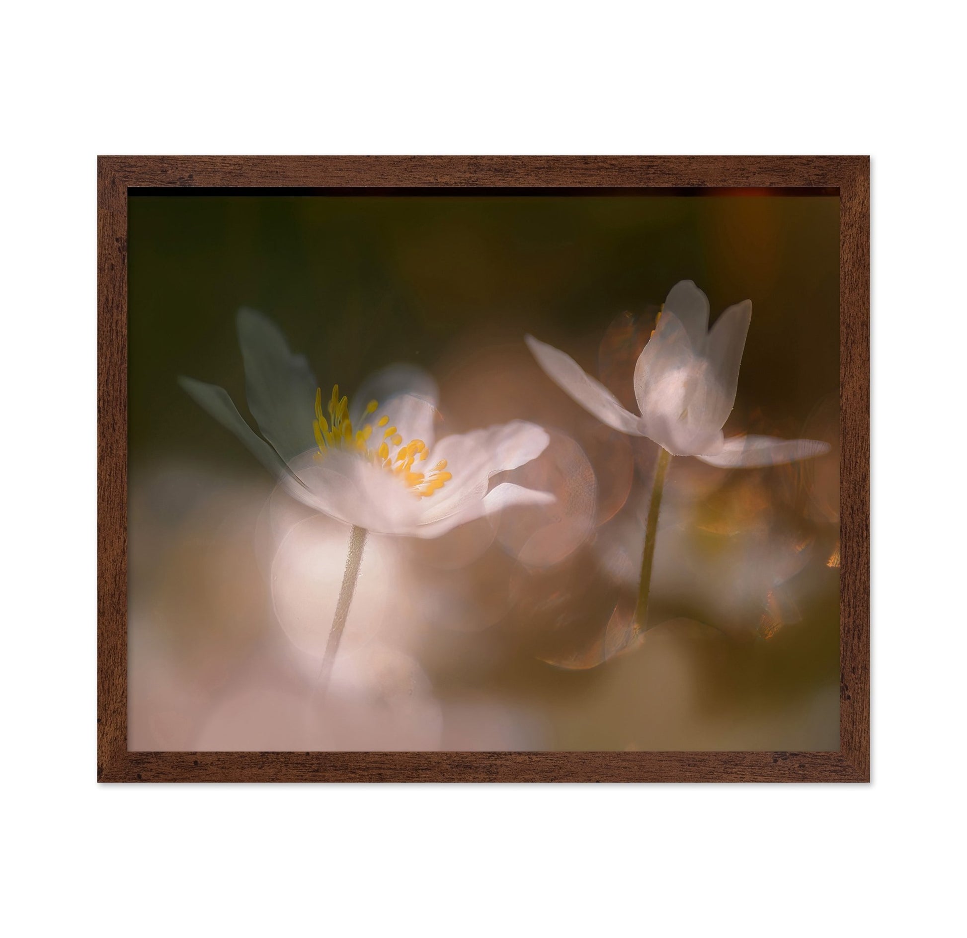 Whisper Light Blooms