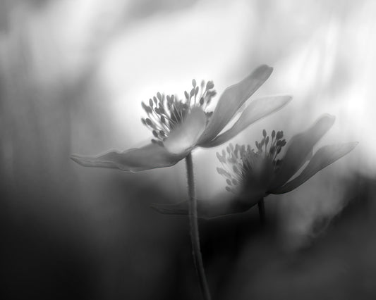 Shadow Bloom Duo