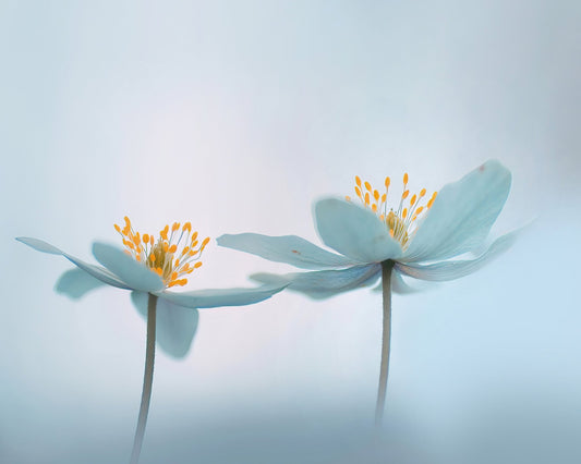 Soft Bloom Pair