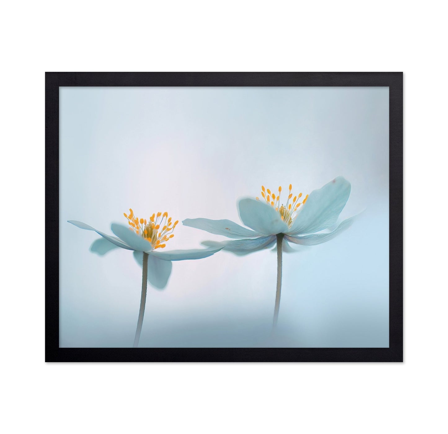 Soft Bloom Pair