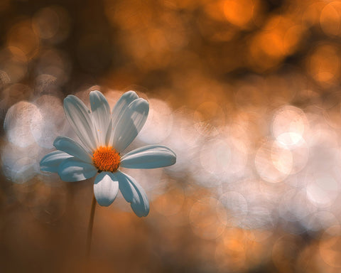 White Daisy Photography