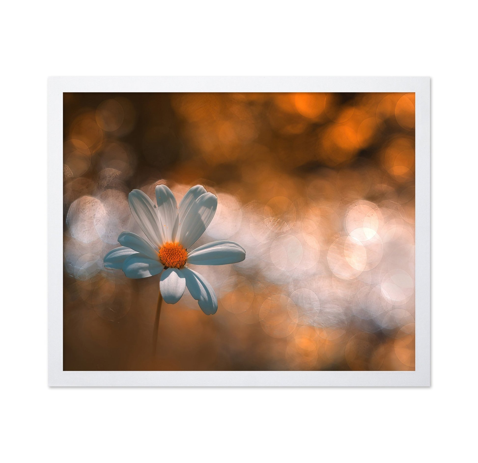 White Daisy Photography