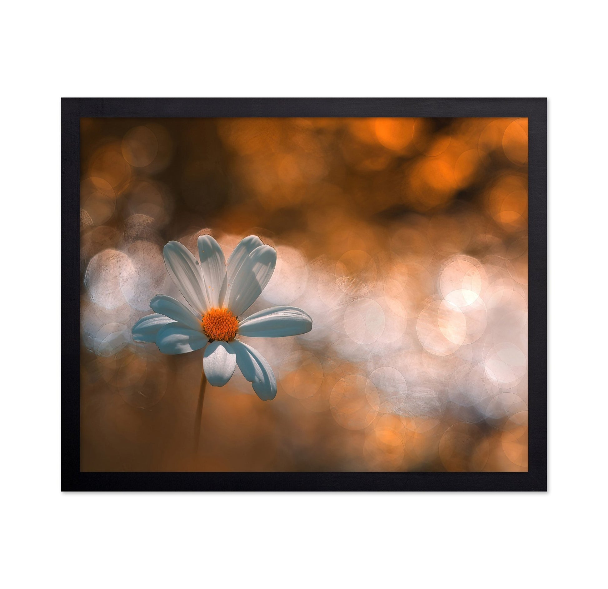 White Daisy Photography