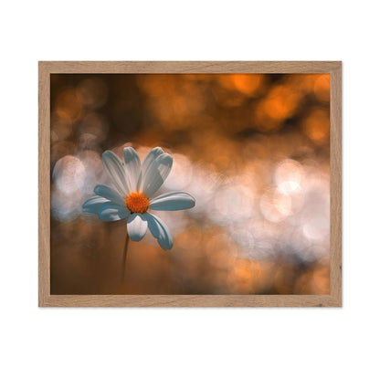 White Daisy Photography