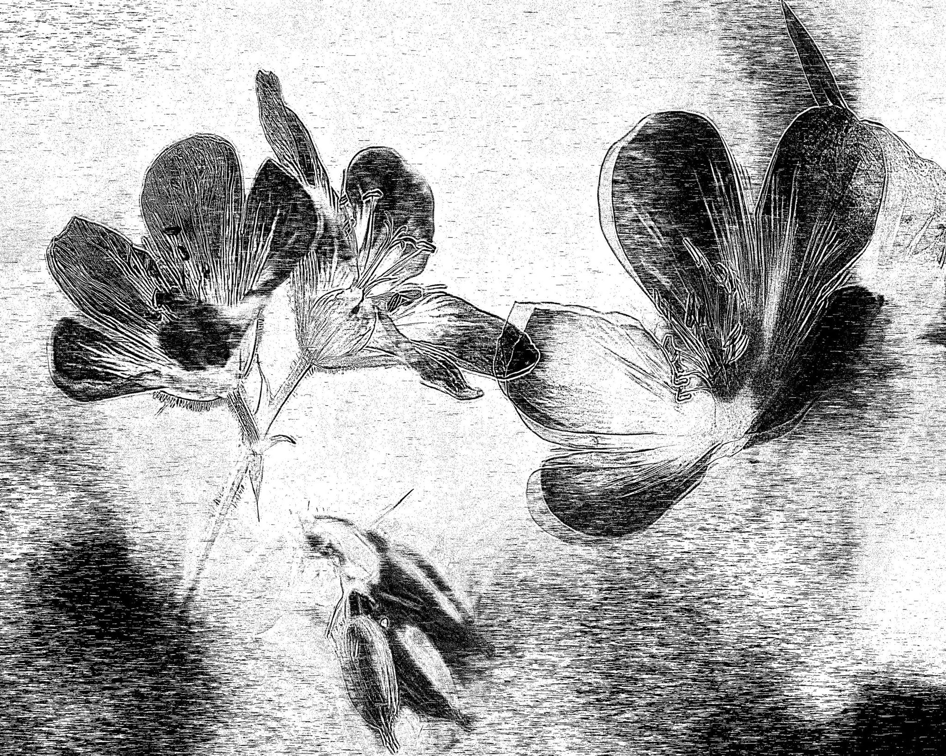 Black White Floral Sketch