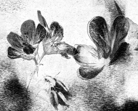 Black White Floral Sketch