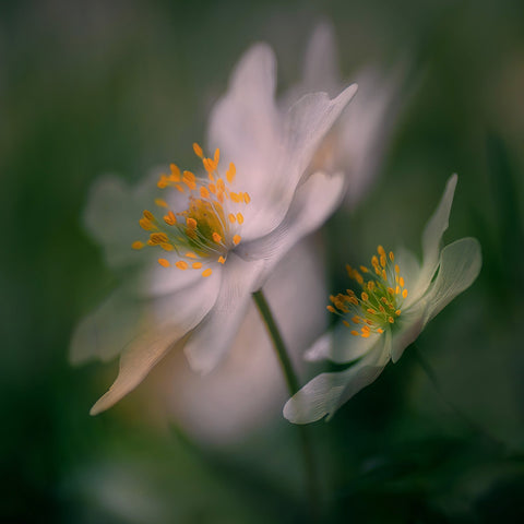 White Bloom Pair