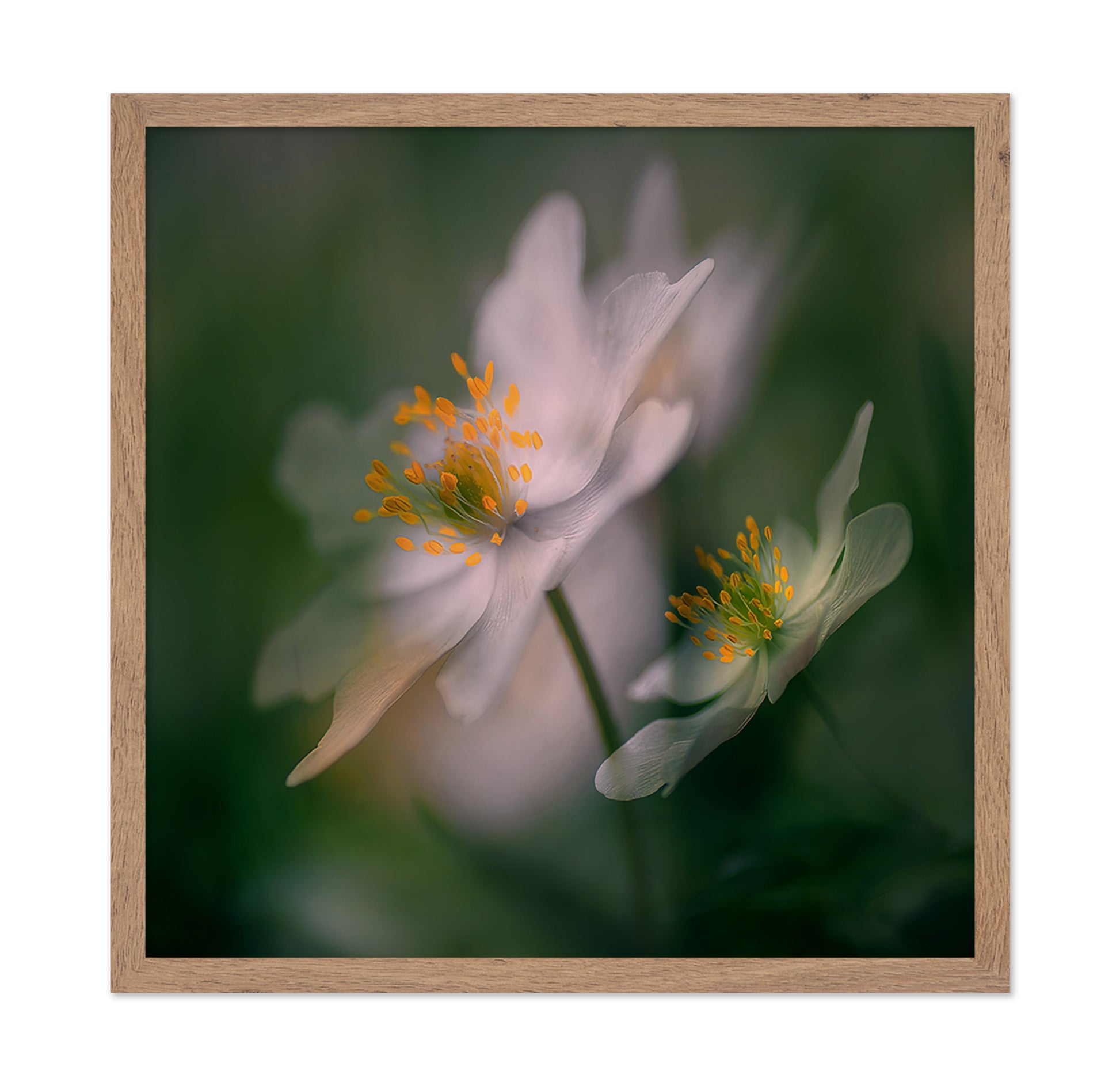 White Bloom Pair