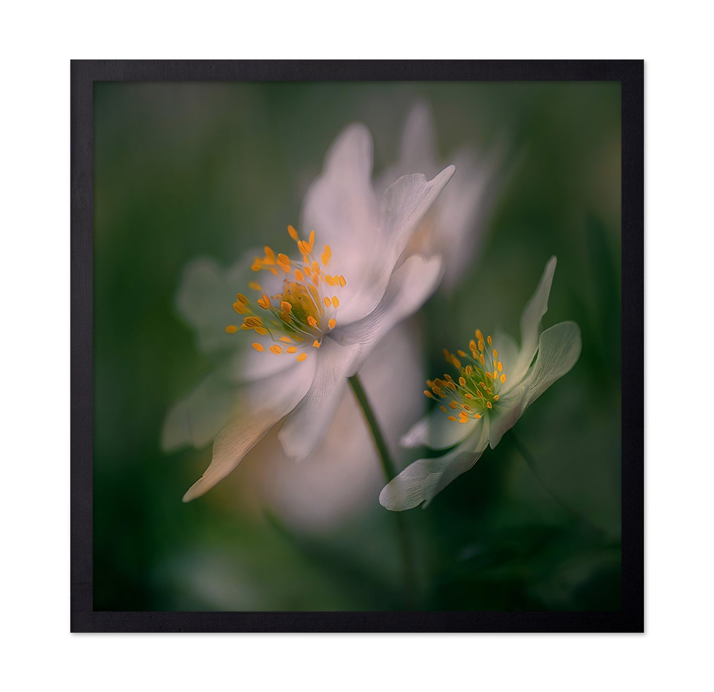 White Bloom Pair