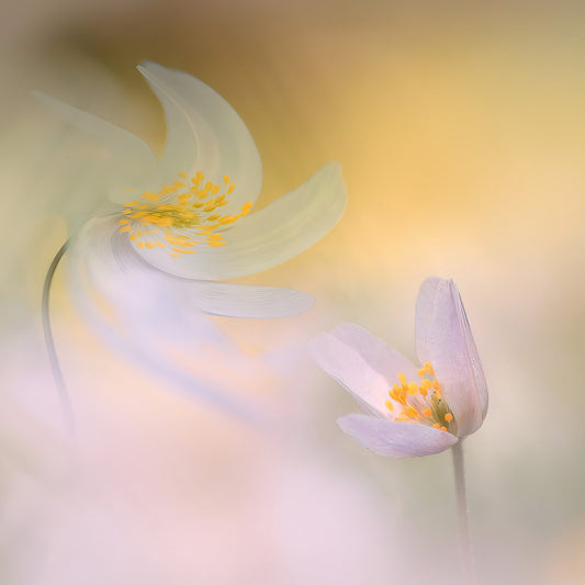 Soft Petal Harmony